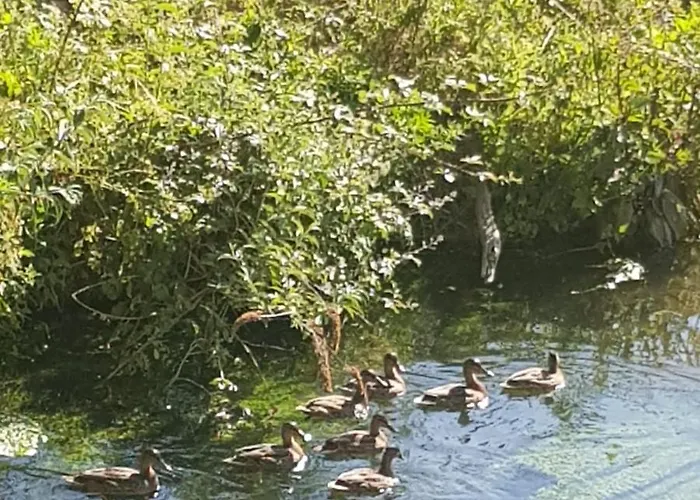 Les Equestre De Ninon